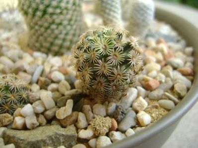 Mammillaria hernandezii