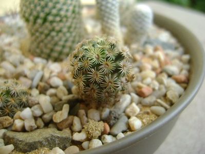 Mammillaria hernandezii