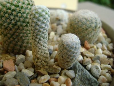 Mammillaria herrerae