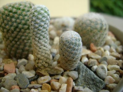 Mammillaria herrerae