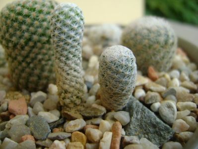 Mammillaria herrerae