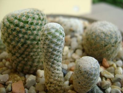 Mammillaria herrerae