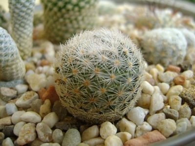 Mammillaria lasiacantha