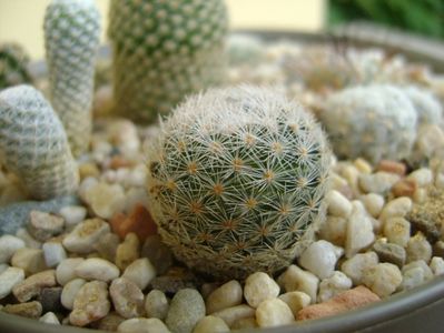 Mammillaria lasiacantha