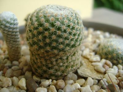 Mammillaria crucigera