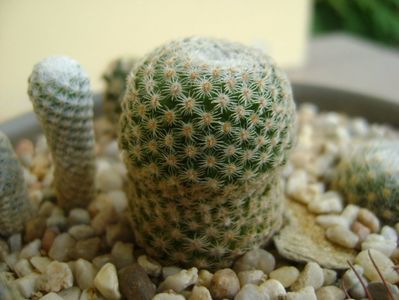 Mammillaria crucigera