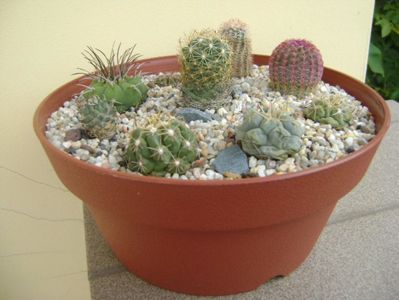 Grup de 8 cactusi; Thelo. hexaedrophorus, Thelo. leucacanthus, Thelo. rinconensis, Matucana madisoniorum, Gymno. gibbosum, Coryphantha delaetiana, Echinocereus perbellus, Echinocereus rigidissimus v. rubrispinus
