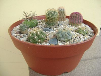 Grup de 8 cactusi; Thelo. hexaedrophorus, Thelo. leucacanthus, Thelo. rinconensis, Matucana madisoniorum, Gymno. gibbosum, Coryphantha delaetiana, Echinocereus perbellus, Echinocereus rigidissimus v rubrispinus
