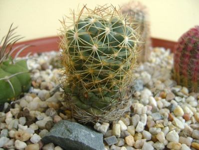 Coryphantha delaetiana