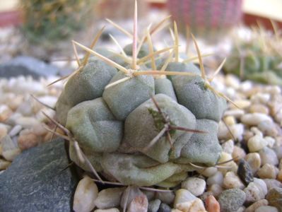 Thelocactus rinconensis