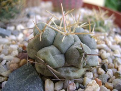 Thelocactus rinconensis