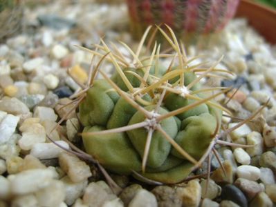 Thelocactus hexaedrophorus