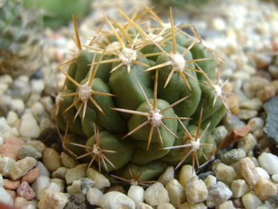 Thelocactus leucacanthus