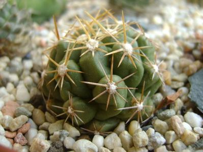 Thelocactus leucacanthus