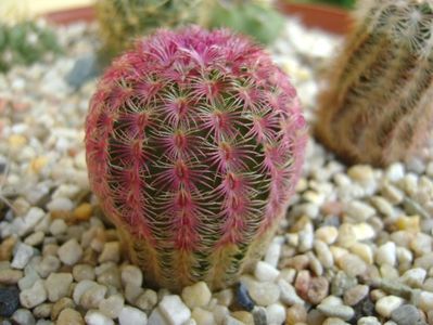 Echinocereus rigidissimus v. rubrispinus