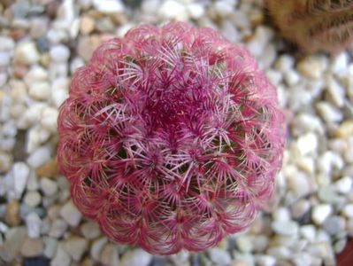 Echinocereus rigidissimus v. rubrispinus