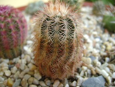 Echinocereus perbellus