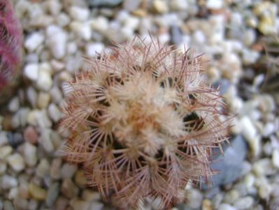 Echinocereus perbellus