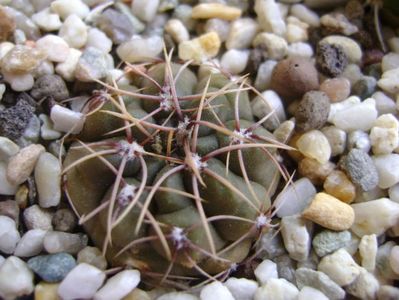 Gymnocalycium gibbosum