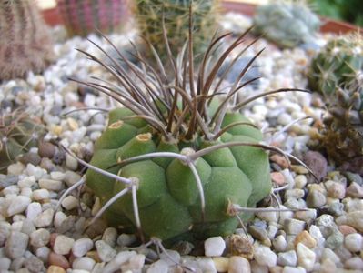 Matucana madisoniorum