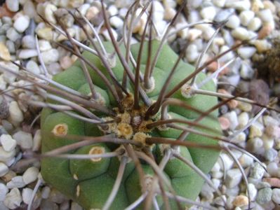 Matucana madisoniorum