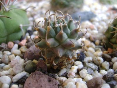 Turbinicarpus panarottoi