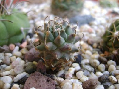 Turbinicarpus panarottoi