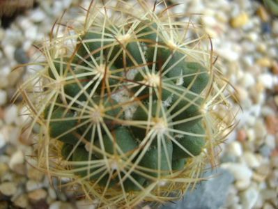 Coryphantha delaetiana