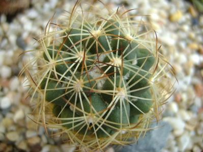 Coryphantha delaetiana