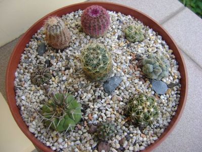 Grup de 8 cactusi; Thelo. hexaedrophorus, Thelo. leucacanthus, Thelo. rinconensis, Matucana madisoniorum, Gymno. gibbosum, Coryphantha delaetiana, Echinocereus perbellus, Echinocereus rigidissimus v rubrispinus
