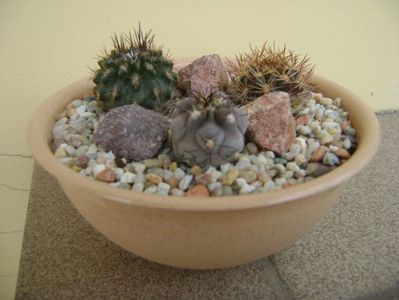 Grup de 3 cactusi; Acanthocalycium glaucum, Weingartia lanata, Pyrrhocactus floccosus (Eriosyce taltalensis v. floccosa)
