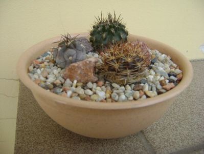 Grup de 3 cactusi; Acanthocalycium glaucum, Weingartia lanata, Pyrrhocactus floccosus (Eriosyce taltalensis v. floccosa)
