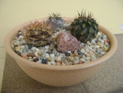 Grup de 3 cactusi; Acanthocalycium glaucum, Weingartia lanata, Pyrrhocactus floccosus (Eriosyce taltalensis v. floccosa)
