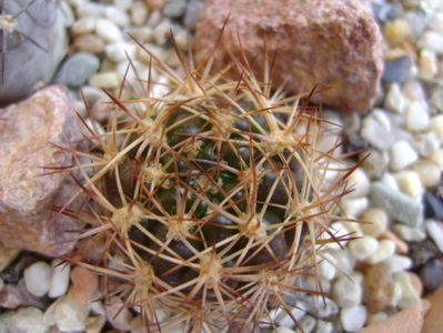 Weingartia lanata