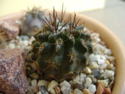 Pyrrhocactus floccosus (Eriosyce taltalensis v. floccosa)