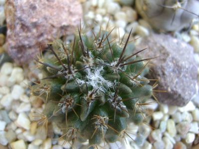 Pyrrhocactus floccosus (Eriosyce taltalensis v. floccosa)