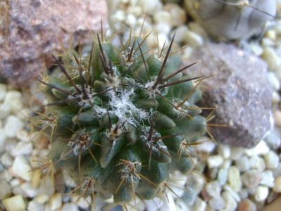 Pyrrhocactus floccosus (Eriosyce taltalensis v. floccosa)