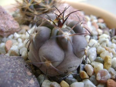 Acanthocalycium glaucum