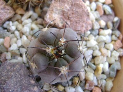 Acanthocalycium glaucum