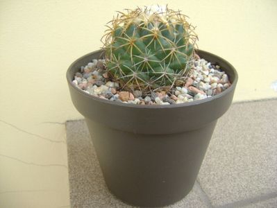 Coryphantha elephantidens ssp. sulcolanata