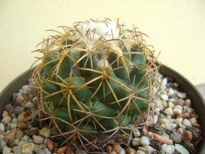 Coryphantha elephantidens ssp. sulcolanata