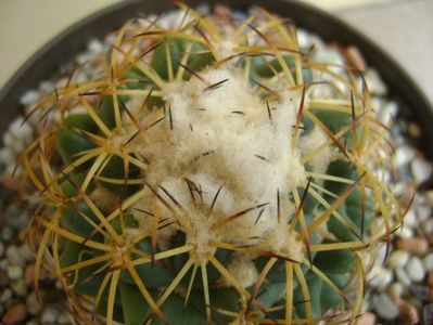 Coryphantha elephantidens ssp. sulcolanata