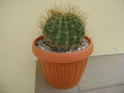 Acanthocalycium spiniflorum f. violaceum