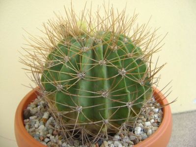 Acanthocalycium spiniflorum f. violaceum