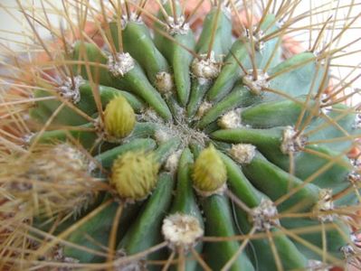 Acanthocalycium spiniflorum f. violaceum, boboci