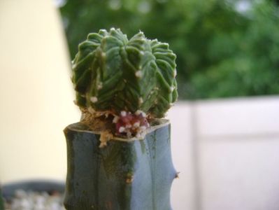 Aztekium valdezii