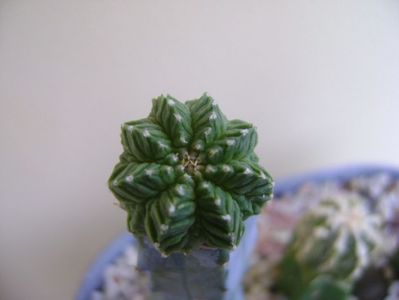 Aztekium valdezii