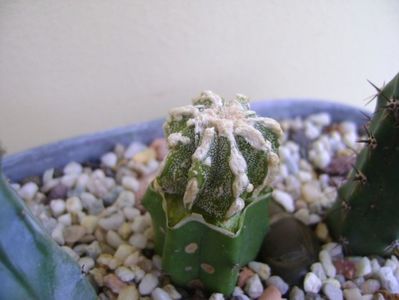 Astrophytum myriostigma cv. Fukuryu reticulatus