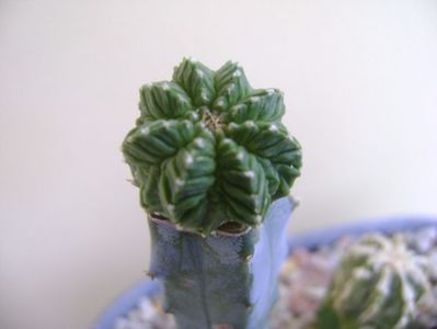 Aztekium valdezii