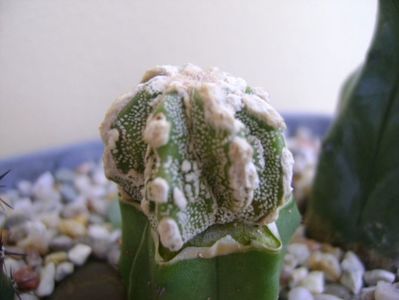 Astrophytum myriostigma cv. Fukuryu reticulatus